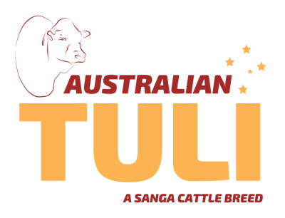 Australian Tuli
