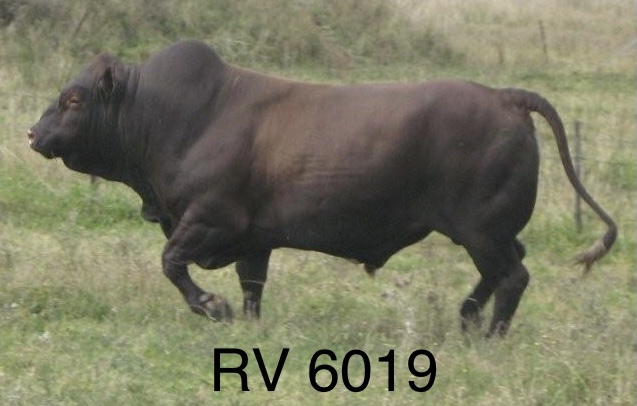 RV 6019