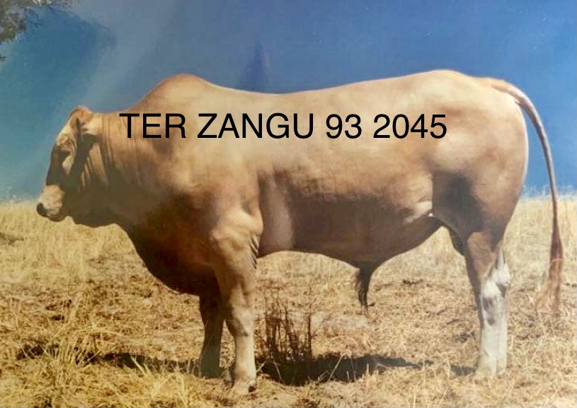 TER ZANGU 93 2045