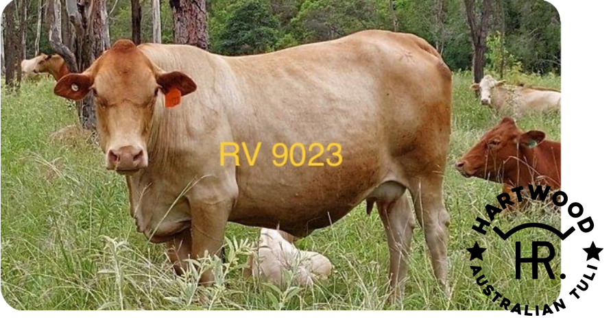 RV 9023