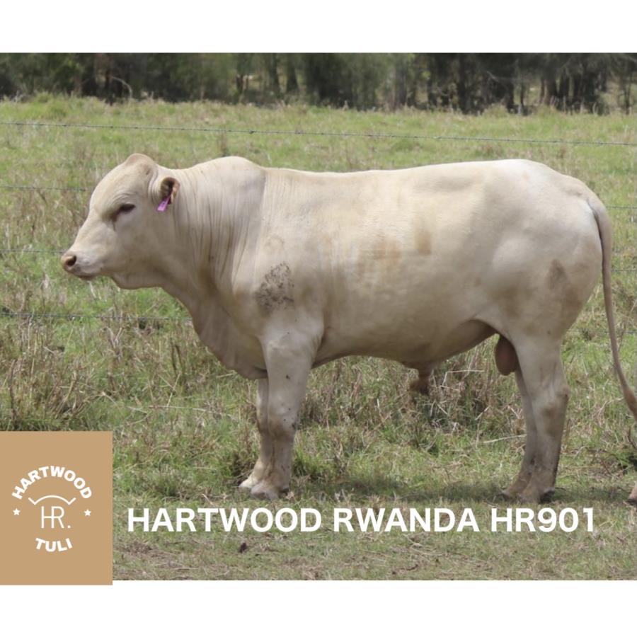 HARTWOOD RWANDA 19 378